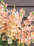 Chantilly Light Salmon Snapdragon Seeds, Cottage Garden Flower, Edible Garnish, 30 Seeds flower spore