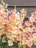 Chantilly Light Salmon Snapdragon Seeds, Cottage Garden Flower, Edible Garnish, 30 Seeds flower seeds