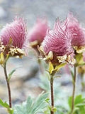 Prairie Smoke Geum triflorum Flower Seeds, Wildflower, Fall Sowing, 10 Seeds seeds bulk