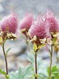 Prairie Smoke Geum triflorum Flower Seeds, Wildflower, Fall Sowing, 10 Seeds flower seeds