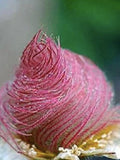 Rare Prairie Smoke Flower Seeds, Geum triflorum, 10 Seeds flower seeds