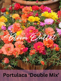 2000 Moss Rose Double Flowered Mix Seeds*Portulaca grandiflora*Heat/Drought Tolerant*Groundcover*Pot Plant*Trailing/Sprawling Annual*FLAT SH seeds bulk