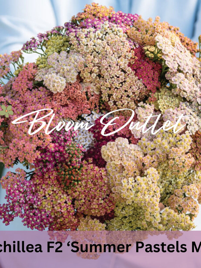 100/500 Yarrow F2 Summer Pastels Mix Garden Seeds*Achillea millefolium*AAS Winner*1st Yr Flowering Perennial*Excellent Cut Flower*FLAT SHIP seeds bulk