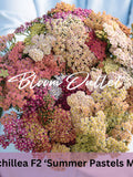 100/500 Yarrow F2 Summer Pastels Mix Garden Seeds*Achillea millefolium*AAS Winner*1st Yr Flowering Perennial*Excellent Cut Flower*FLAT SHIP seeds bulk