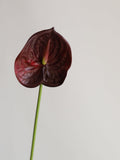 23.6" Real Touch Fake Burgundy Anthurium, Artificial Flowers, DIY Centerpieces/Floral/Wedding/Occasion/Home Decoration | Gifts for Her faux plants