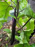 Eggplant long purple 100 seeds seeds bulk