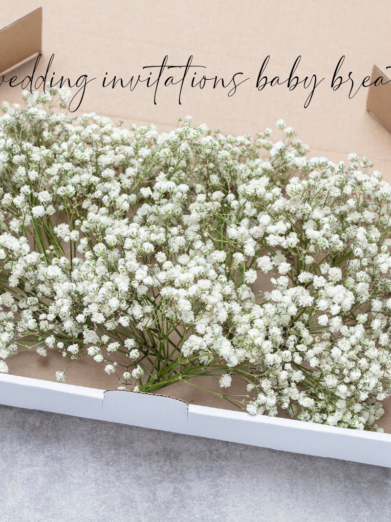 Preserved Baby's Breath Stems, Natural Gypsophila, Wedding Decor wedding flower