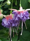 50pcs/bag Fuchsia Seeds Potted Flowers seeds,bonsai seeds (1651) flower seeds