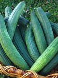 Cucumber Vegetable Seeds 25+ Armenian Cucumber Seeds- Heirloom All Canadian Heirloom Seeds seeds bulk