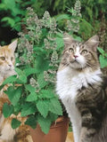 Herb Seeds 500+ Catnip Herb Seeds -Certified Organic - Heirloom All Canadian Heirloom Seeds seeds bulk