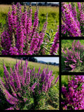 Perennial ¥ Purple Loosestrife (Lythrum salicaria) ¥ 50 Seeds ¥ Fresh Seeds ¥ Bee Pasture ¥ Flower Meadow ¥ Cottage Garden ¥ Hardy flower seeds