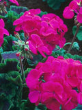 Flower Seeds Geranium Pelargonium Night Violet F1 seeds bulk