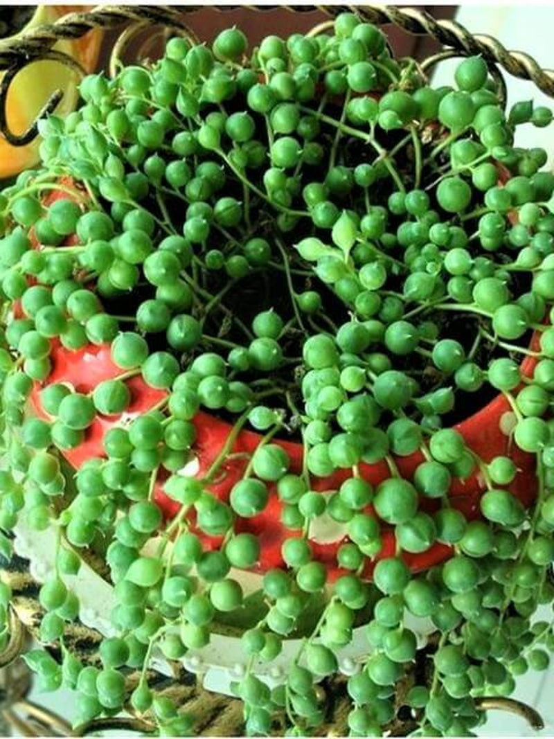 Pearl Chlorophytum Seeds, Succulent Plant seeds, 50pcs/pack (2144) seeds bulk
