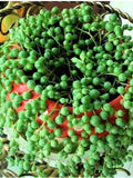 Pearl Chlorophytum Seeds, Succulent Plant seeds, 50pcs/pack (2144) seeds bulk