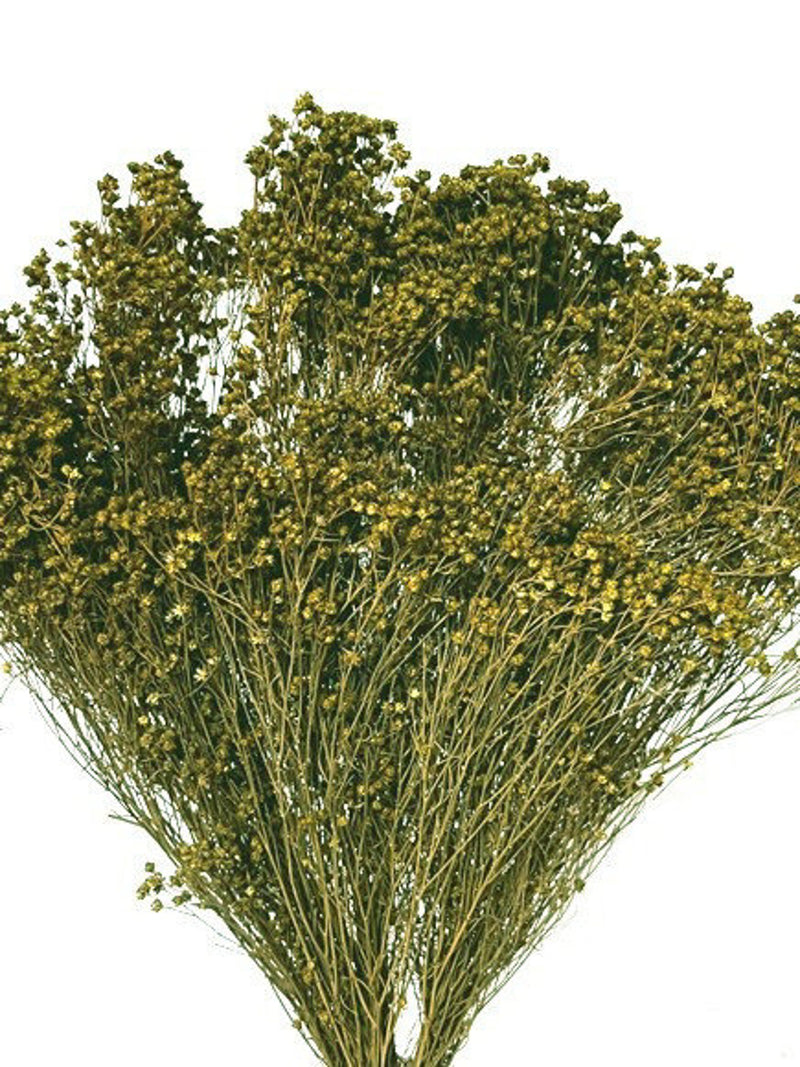 17" Green Broom Bloom, Dried Broom Bloom, Floral Filler, Wedding Flowers, Bridal Bouquet, Vase Arrangement, Small Green Flowers Dried Flower flower spore