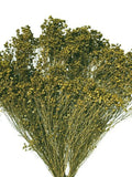 17" Green Broom Bloom, Dried Broom Bloom, Floral Filler, Wedding Flowers, Bridal Bouquet, Vase Arrangement, Small Green Flowers Dried Flower flower spore