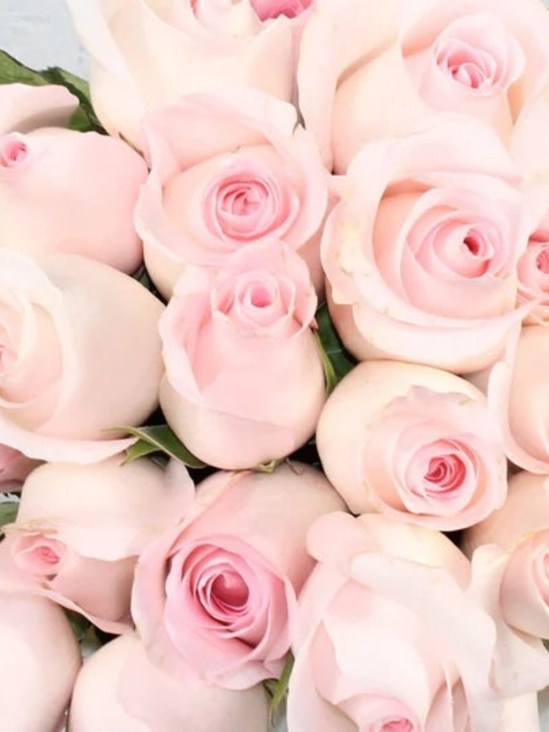 Fresh & Natural Rose | Light Pink FLOWER DELIVERY