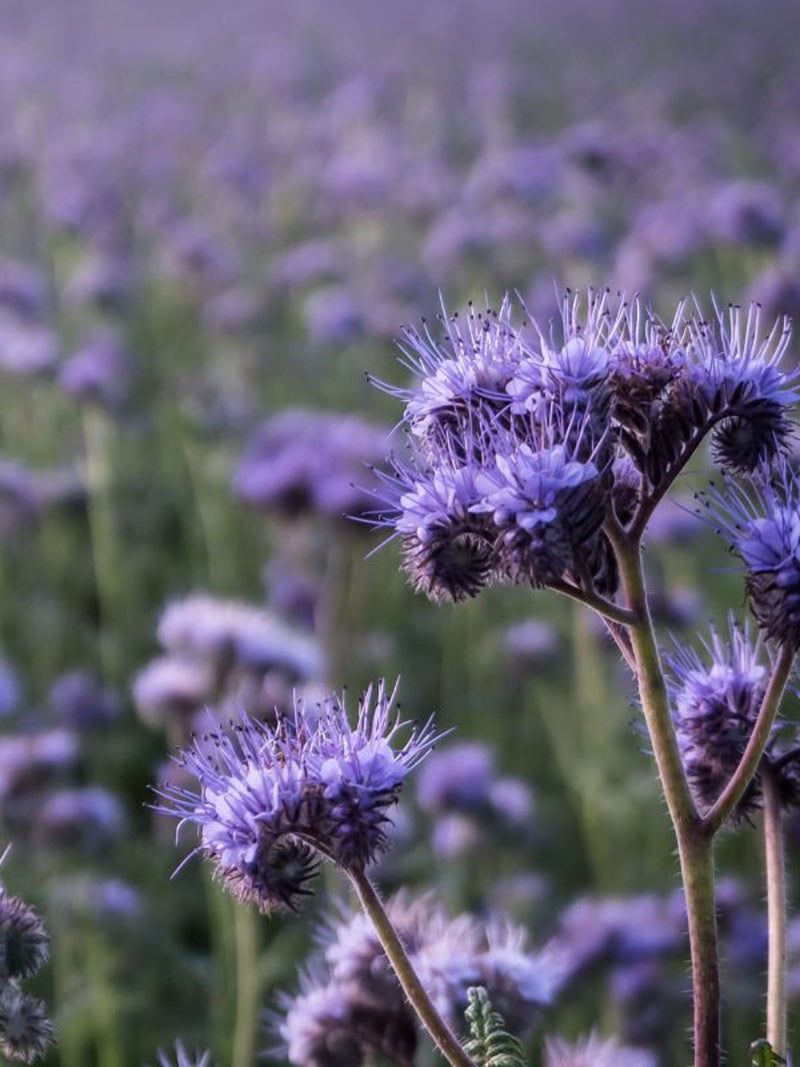 PHACELIA - Bee's Friend SEEDS FLOWER DELIVERY
