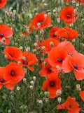 Organic Wild Red Poppy Seeds - 3000+ Seeds, Non-GMO seeds bulk