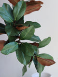 Faux Natural Touch Magnolia Leaf Branch- Green, High Quality Artificial Plant, DIY Office/Wedding/Home Decoration/Gifts for Mum faux plants
