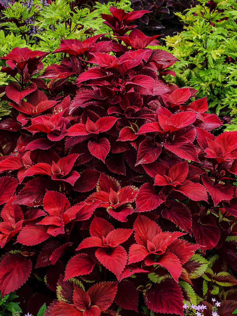 RED VELVET COLEUS Large Leaves Shade Planters Pots, 20 Seeds seeds bulk
