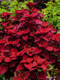RED VELVET COLEUS Large Leaves Shade Planters Pots, 20 Seeds seeds bulk