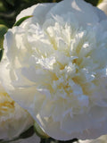 Cream White Peony Poppy Seeds, Huge double petaled blooms, Papaver Paeoniflorum, English Cottage Garden, 50 Seeds flower seeds