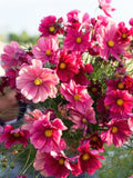 30+ Rubenza Cosmos Seeds - Cranberry Red Flowers flower seeds