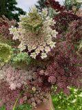 50 seeds Queen AnneÕs Lace Ð Ammi majus color mix - annual seeds bulk