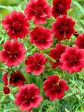 50+ seed Unique, Hardy Geranium. Potentilla 'Scarlet Dreams' Cinquefoil flower seeds