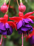 50pcs/bag Fuchsia Seeds Potted Flowers seeds,bonsai seeds (1239) flower seeds