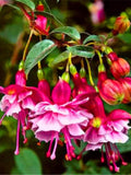 50pcs/bag Fuchsia Seeds Potted Flowers seeds,bonsai seeds (4516) flower seeds