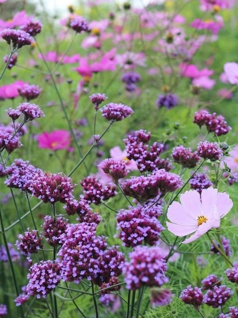 50+ seeds Elegant cottage Garden flower Verbena bonariensis - purple ( Perennial) flower seeds