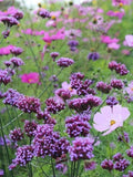 50+ seeds Elegant cottage Garden flower Verbena bonariensis - purple ( Perennial) flower seeds