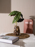 Faux Trout Begonia: Tropical Leafy Greenery, Indoor Outdoor Decor faux plants