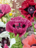 50 + seeds Papaver oriental poppies mix seeds bulk