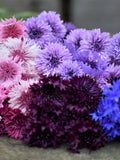 Bulk Rainbow Mix Edible Cornflower Seeds, Black, Pink, Purple, Blue White, Centaurea Cyanus CN031C seeds bulk