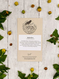 Spilanthes Seeds: Organic Toothache Plant, Buzz Buttons flower spore