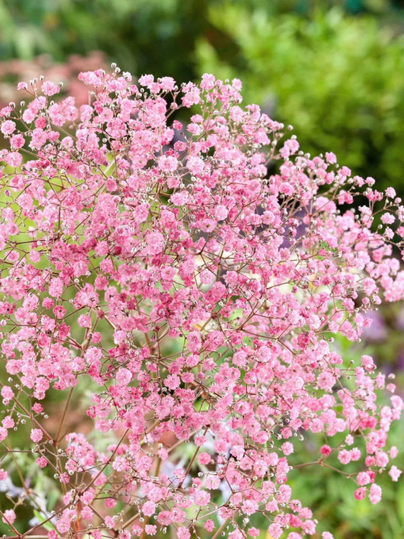Crimson Baby's Breath Seeds for Bouquets, Dried Flowers, Garden Blooms, 50 or 100 Seeds seeds bulk