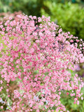 Crimson Baby's Breath Seeds for Bouquets, Dried Flowers, Garden Blooms, 50 or 100 Seeds seeds bulk