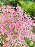 Crimson Baby's Breath Seeds for Bouquets, Dried Flowers, Garden Blooms, 50 or 100 Seeds flower seeds