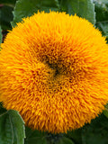 Teddy Bear Sunflower Seeds (helianthus annuus) Very pretty cut flower, Heirloom & Pollinator friendly FLOWER DELIVERY