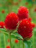 Strawberry Globe Flower Seeds - Gomphrena Globosa flower seeds