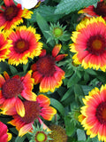 Firewheel Flower Seeds: Gaillardia Pulchella, Sunset Colors flower spore