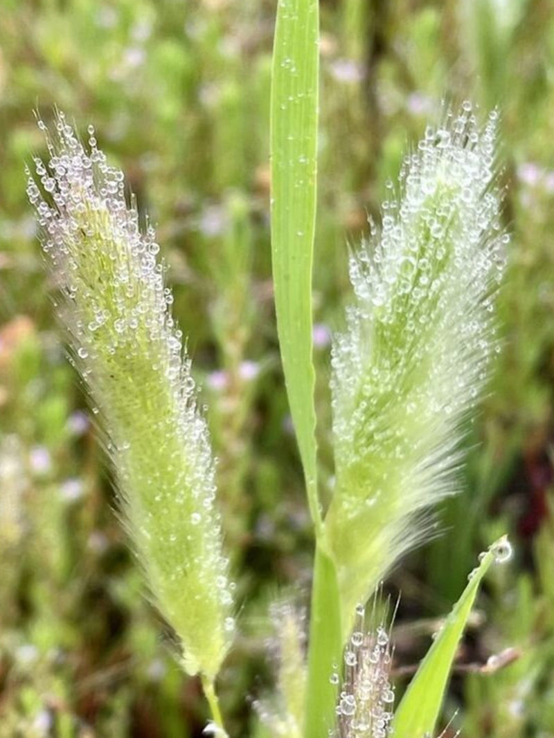 50+ Rabbits Foot Grass (Polypogon monspeliensis) seeds seeds bulk
