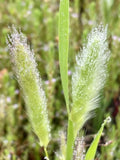 50+ Rabbits Foot Grass (Polypogon monspeliensis) seeds seeds bulk