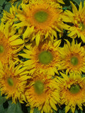 15 seeds Sunflower Starburst Greenburst Helianthus annuus flower spore