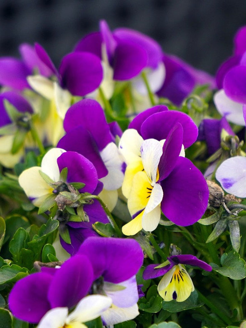 Bulk Johnny Jump Up Viola Seeds, Viola Tricolor VL181C seeds bulk