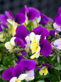 Bulk Johnny Jump Up Viola Seeds, Viola Tricolor VL181C seeds bulk