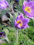 Pulsatilla vulgaris, Pasque Flower, mixed colours : 50 Seeds seeds bulk